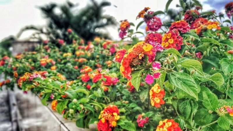 Lantana
