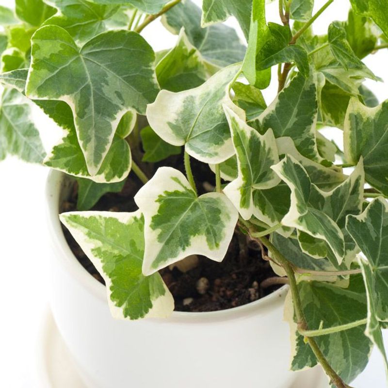 English Ivy (Hedera helix)