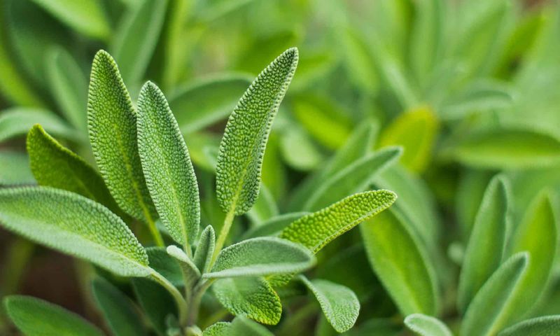 Sage (Salvia officinalis)