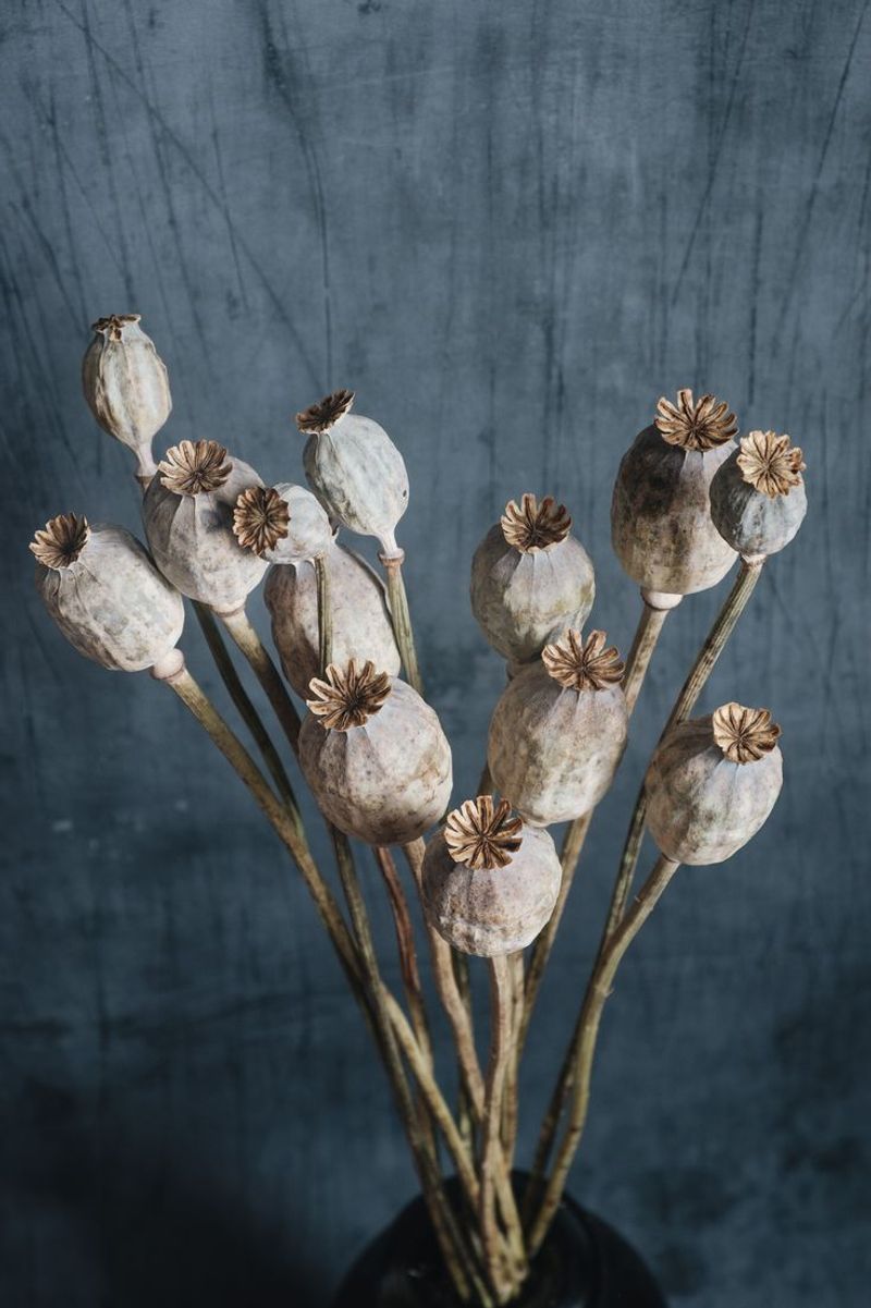 Poppy Seed Pods (Papaver somniferum)