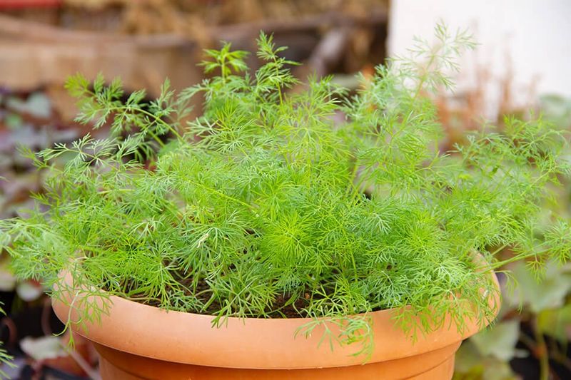 Dill - The Pickle Plant