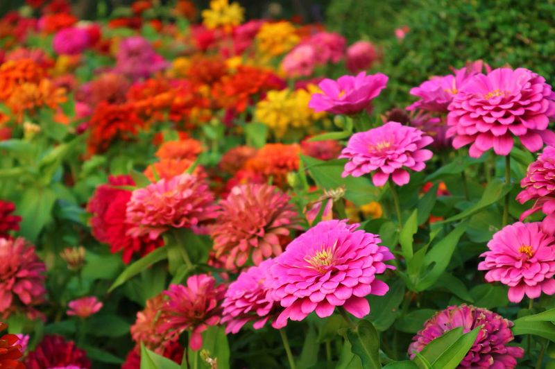 Zinnia - Annual Flowers That Bloom Until Frost