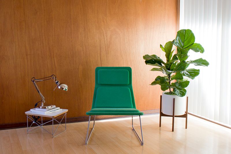 Fiddle Leaf Fig ❌ In Drafty or Dark Rooms