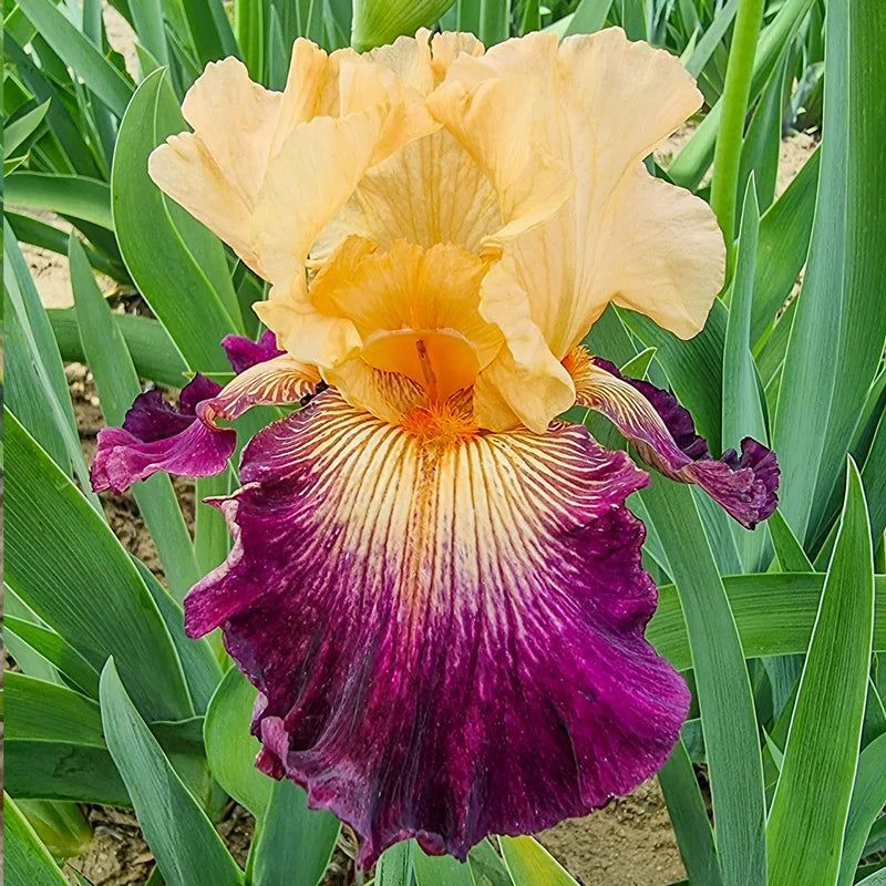 Iris