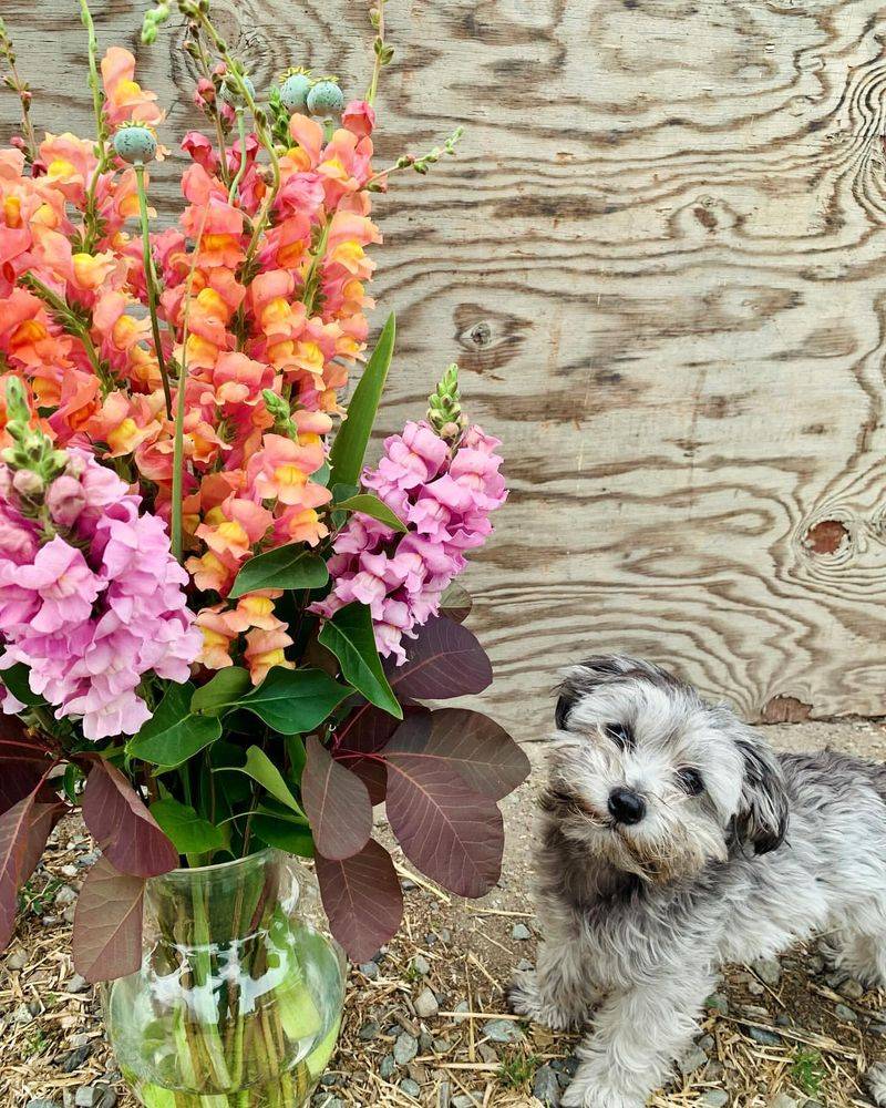 Snapdragons (Antirrhinum majus)