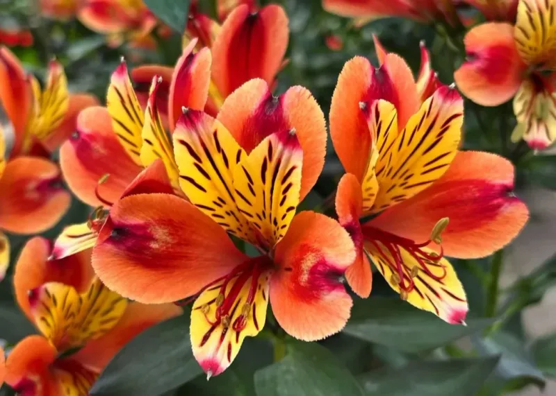 Alstroemeria