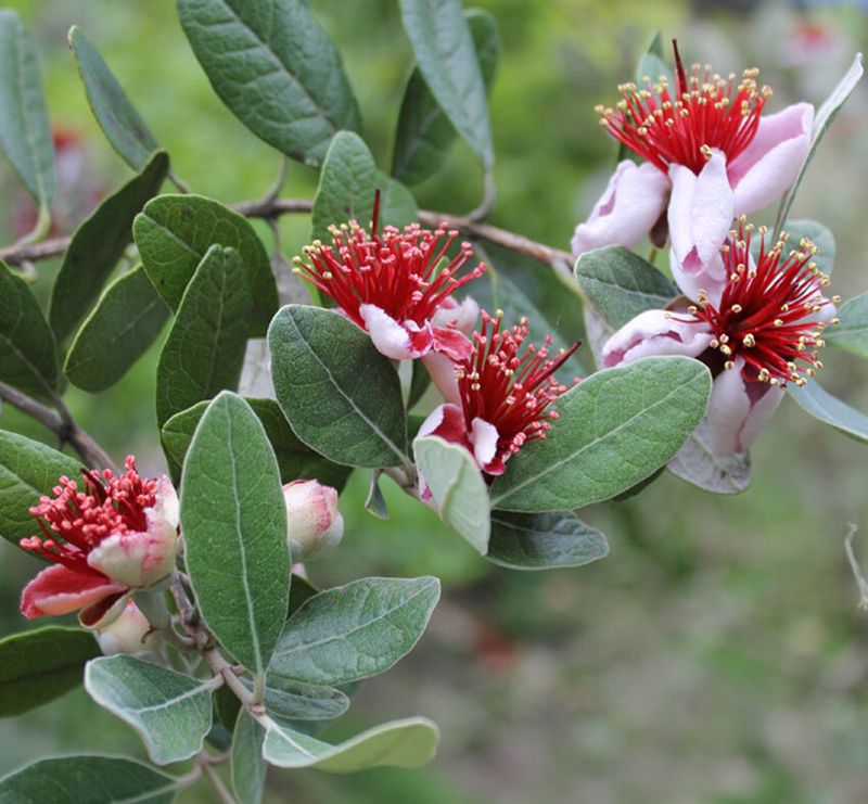 Pineapple Guava (Feijoa sellowiana)