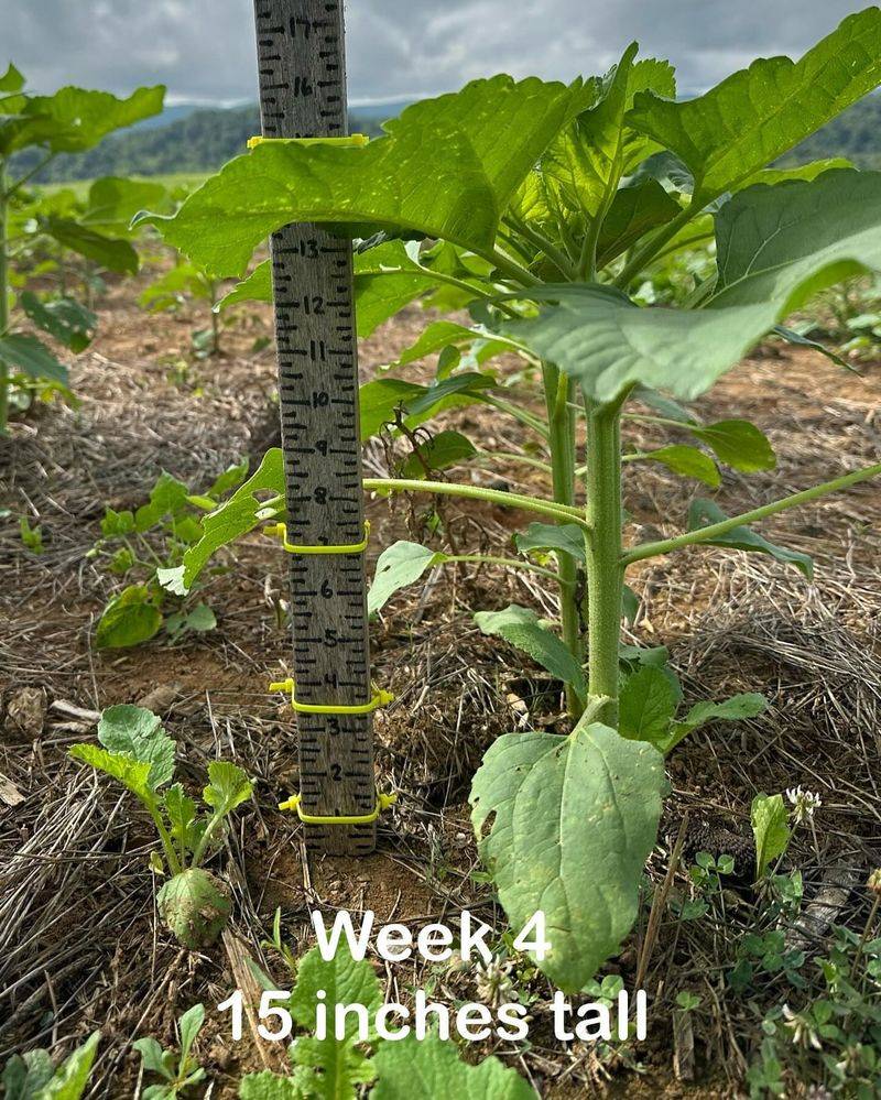 Monitor Growth Progress