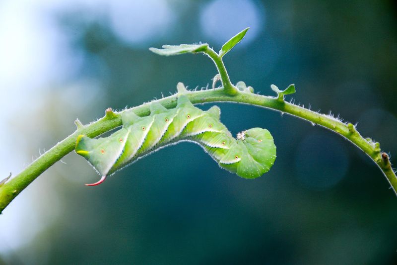 Use Trap Crops (like Tobacco or Datura)