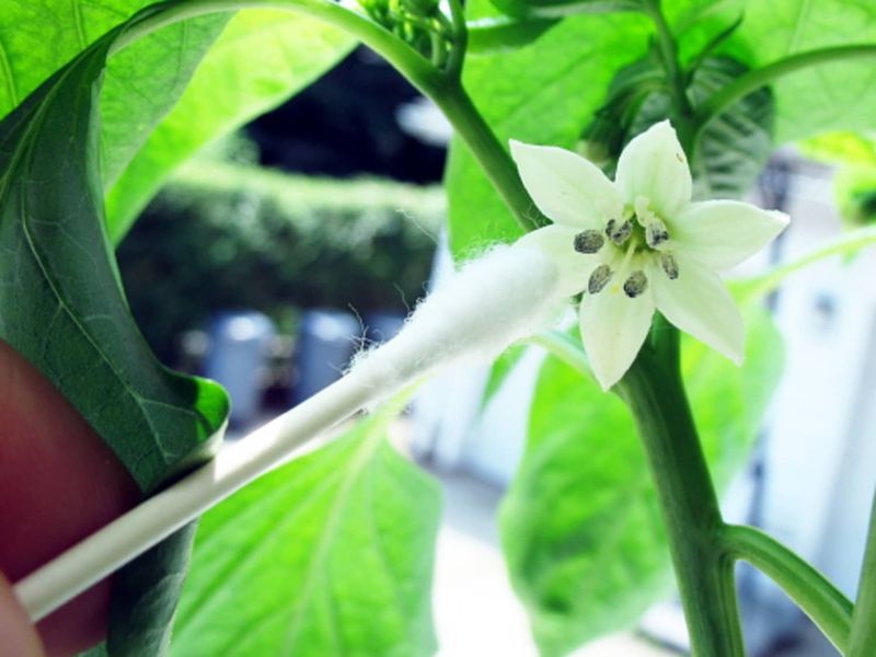 Hand-Pollinate for Better Fruit Set