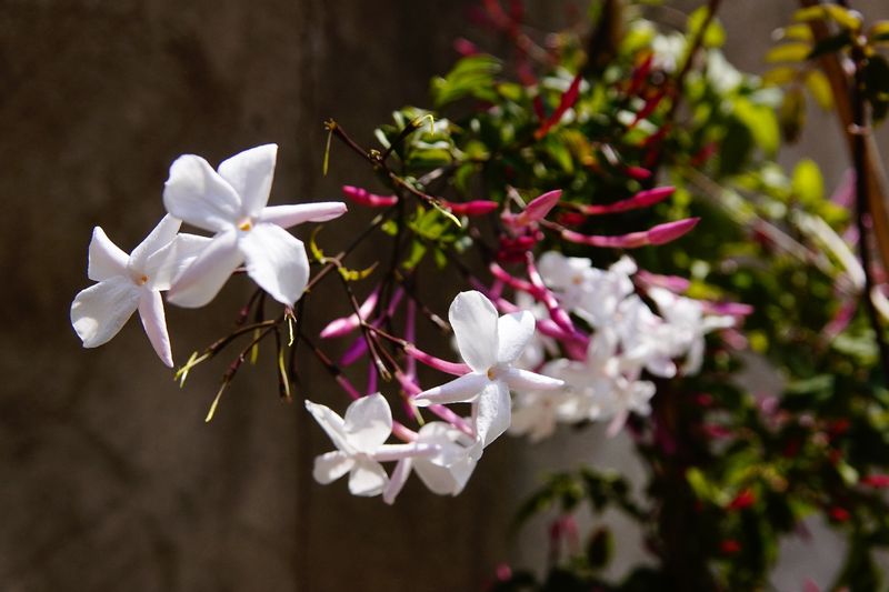Spanish Jasmine (Jasminum grandiflorum)