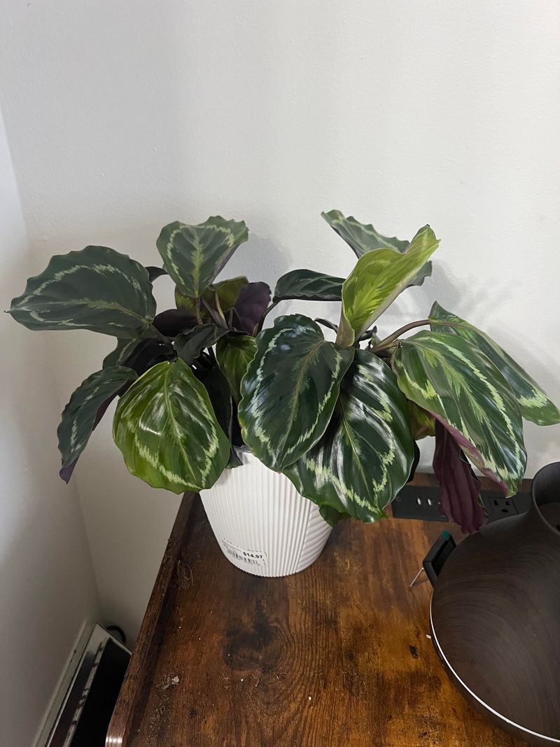 Calathea