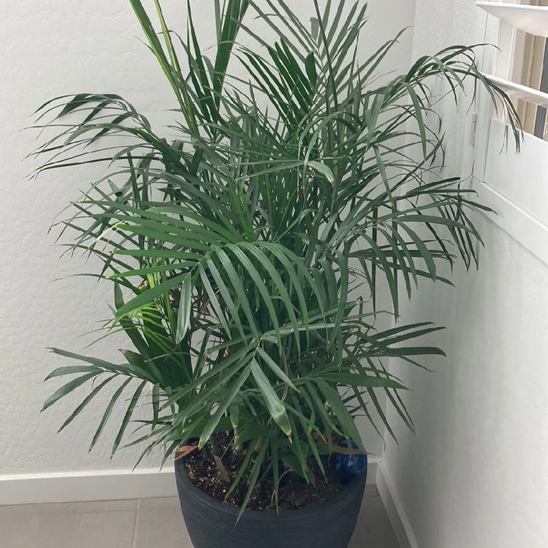 Bamboo Palm (Chamaedorea)