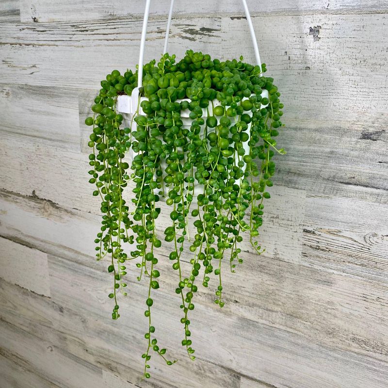 String of Pearls (Senecio rowleyanus)