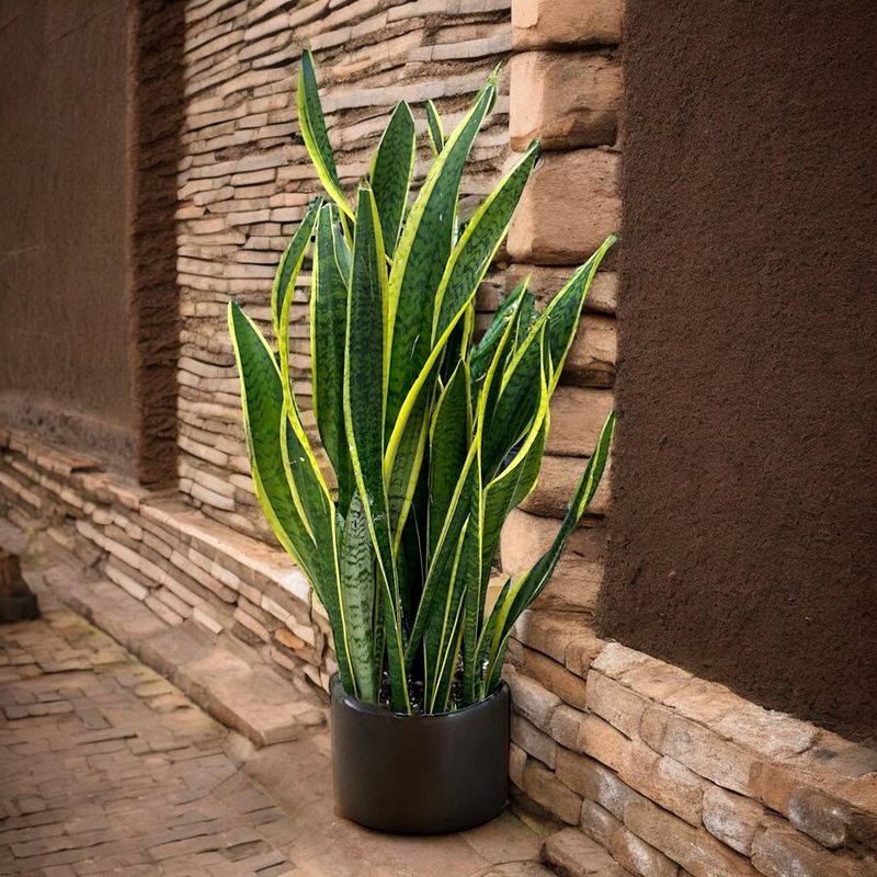 Snake Plant (Sansevieria/Dracaena trifasciata)