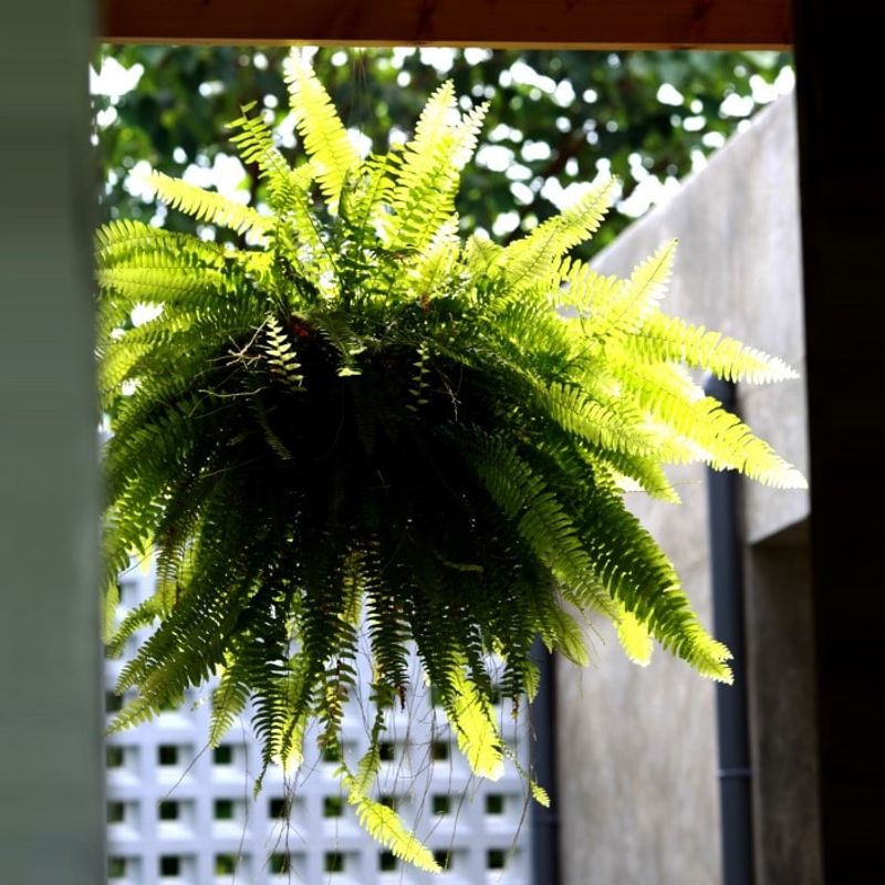 Boston Fern