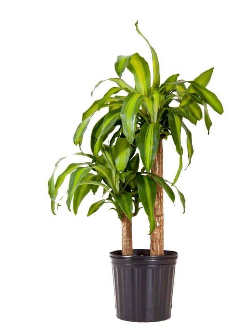 Dracaena