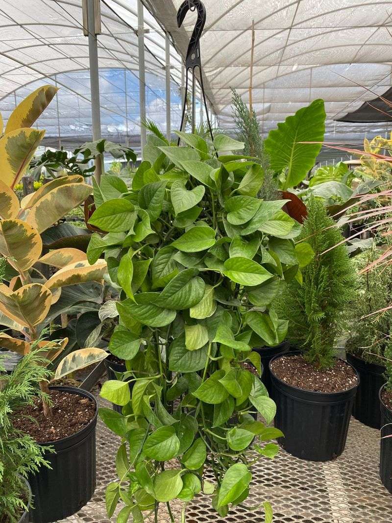 Pothos - The Trailing Takeover