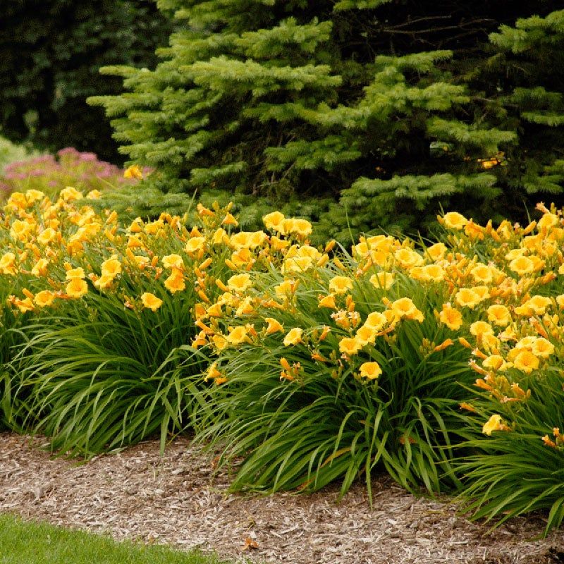 Hemerocallis 'Stella de Oro'