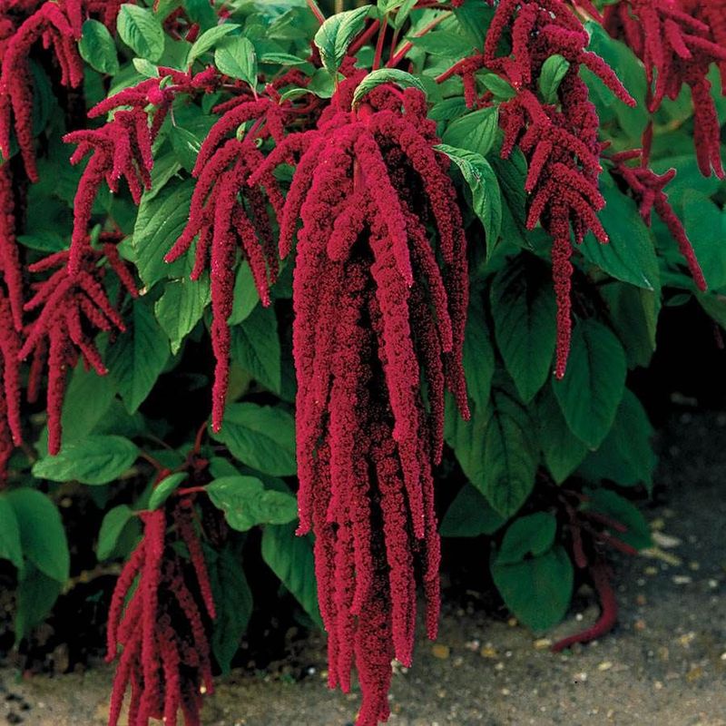 Love-Lies-Bleeding