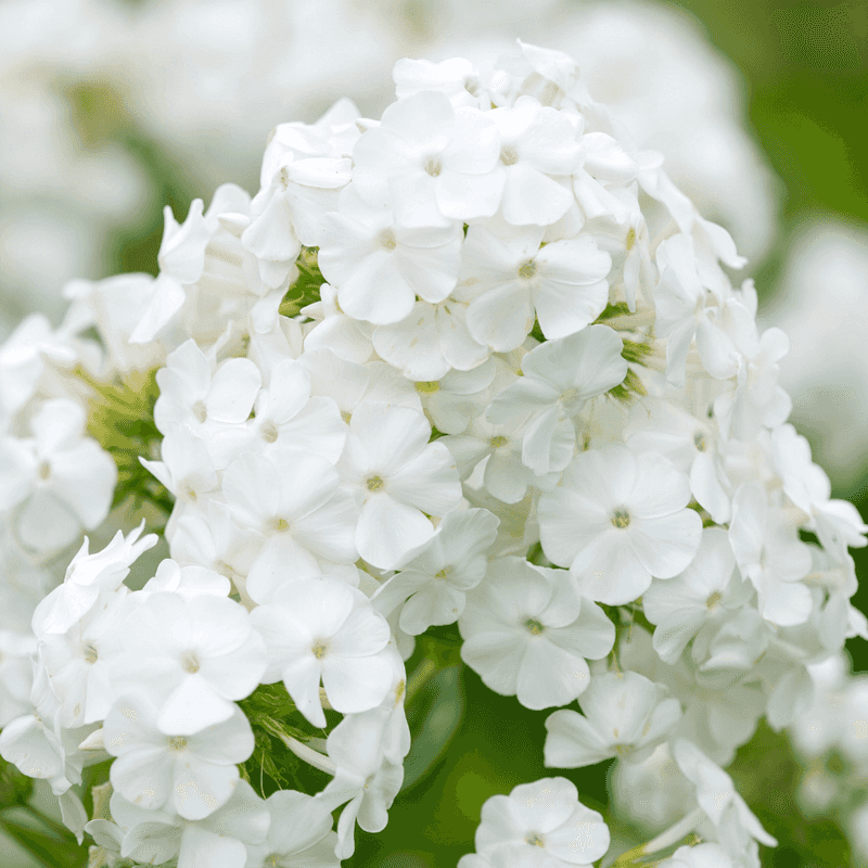Phlox 'David'