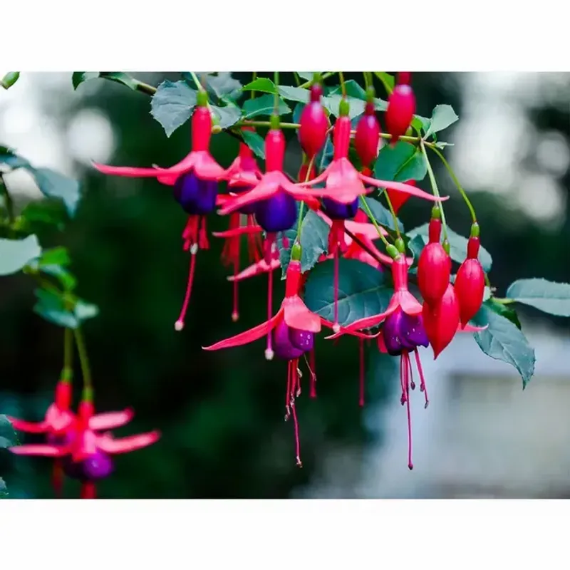 Fuchsia