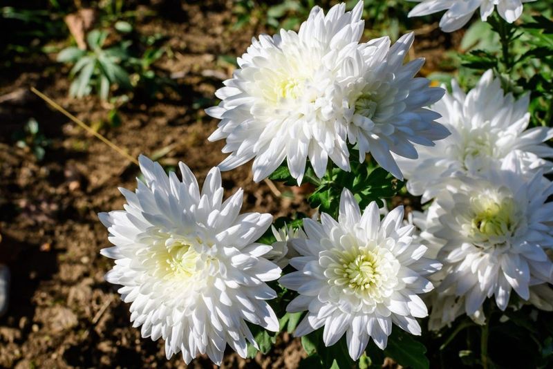 Chrysanthemum