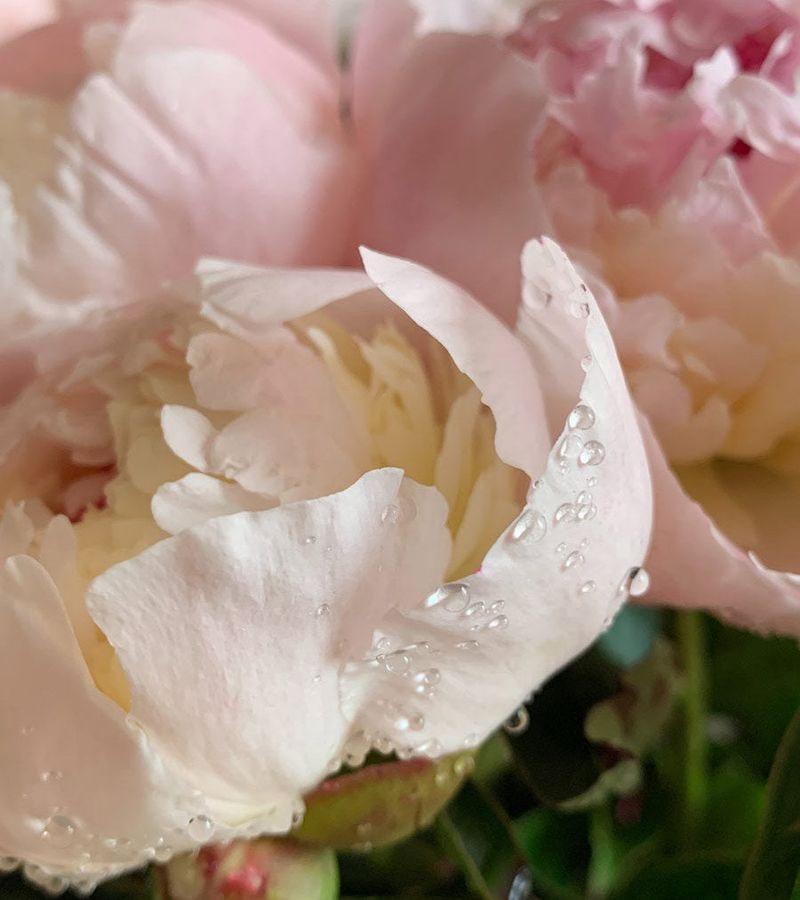 Rule 2: Watering Techniques