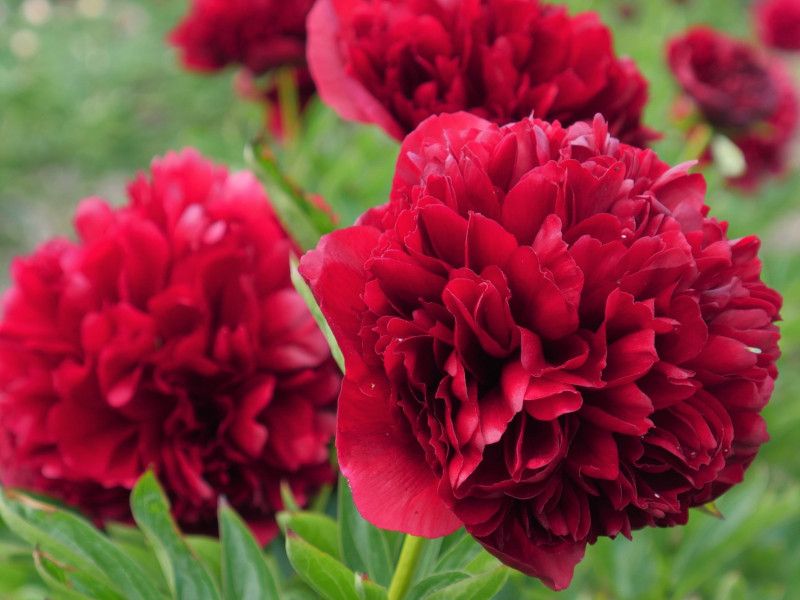 Rule 12: Peony Varieties