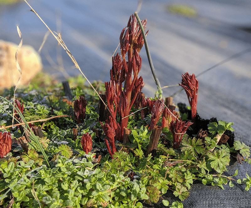 Rule 3: Fertilization Schedule