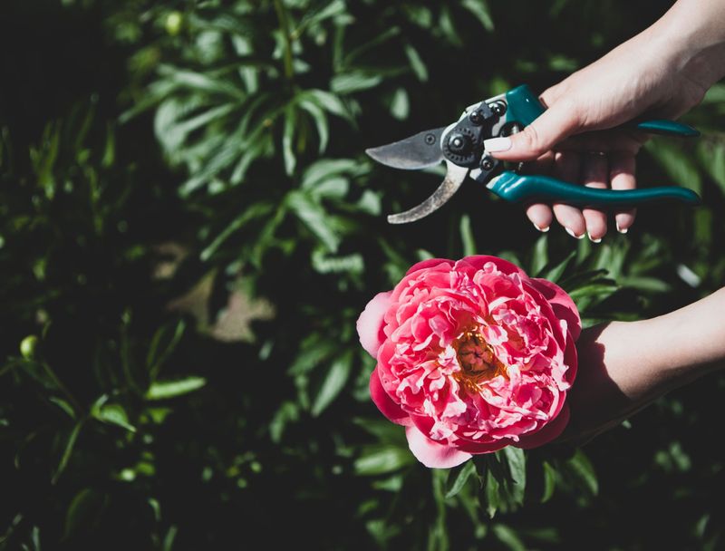 Rule 4: Pruning Practices