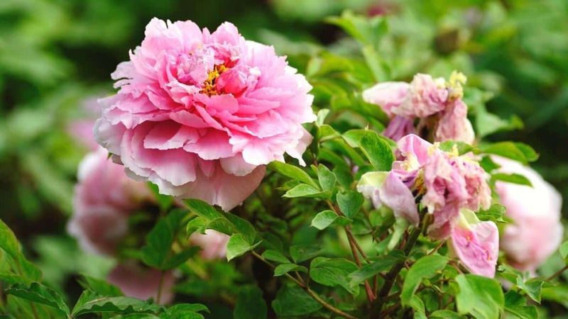 Rule 9: Disease Prevention