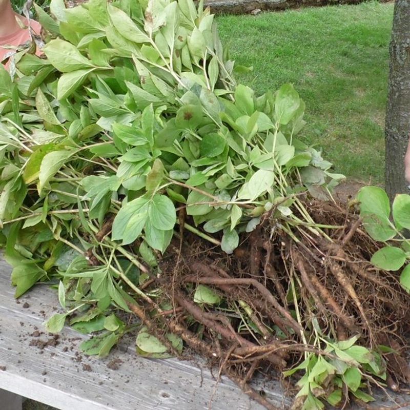 Rule 10: Propagation Methods