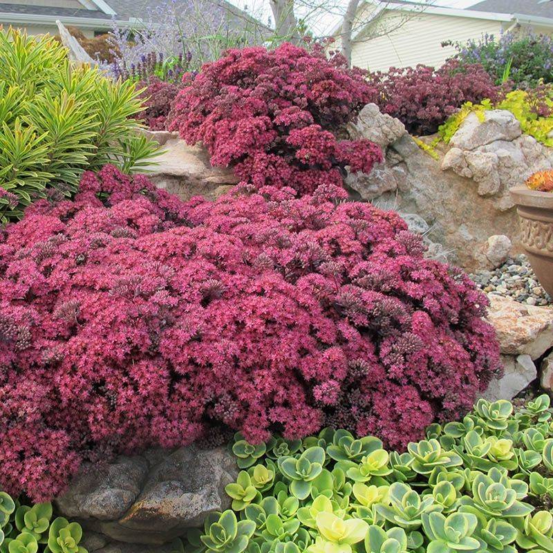 Sedum (Stonecrop)