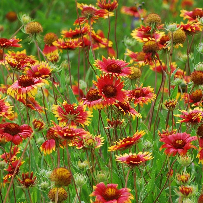 Blanket Flower