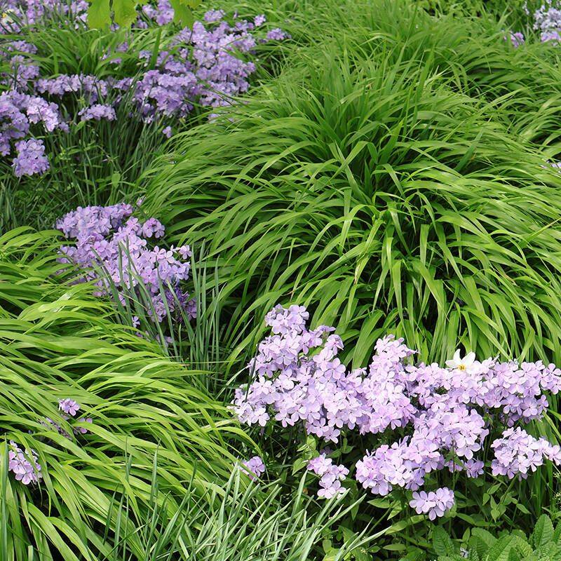 Obedient Plant (Physostegia)