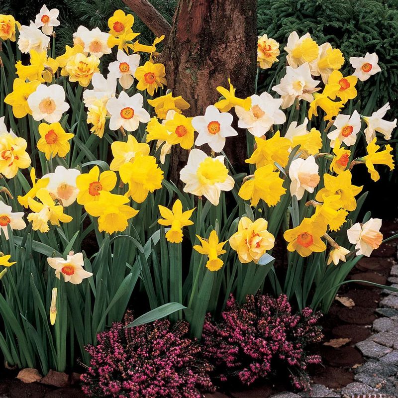 Daffodils