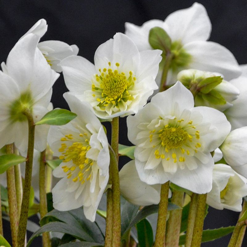 Hellebore
