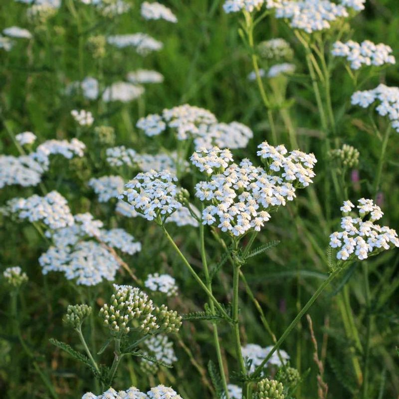 Yarrow