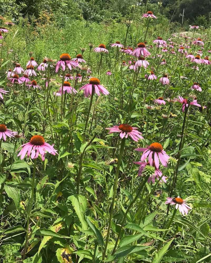 Coneflower