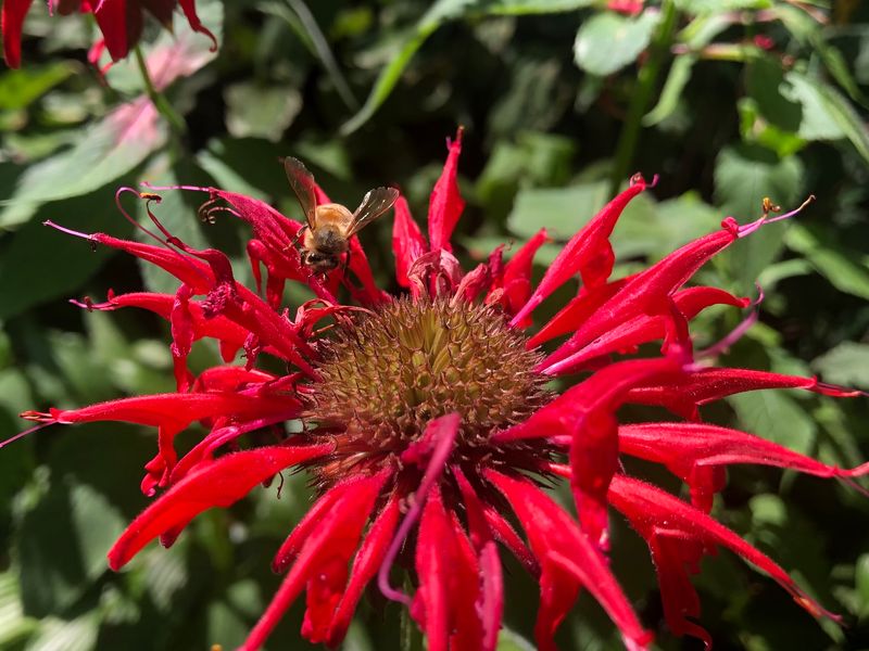 Bee Balm
