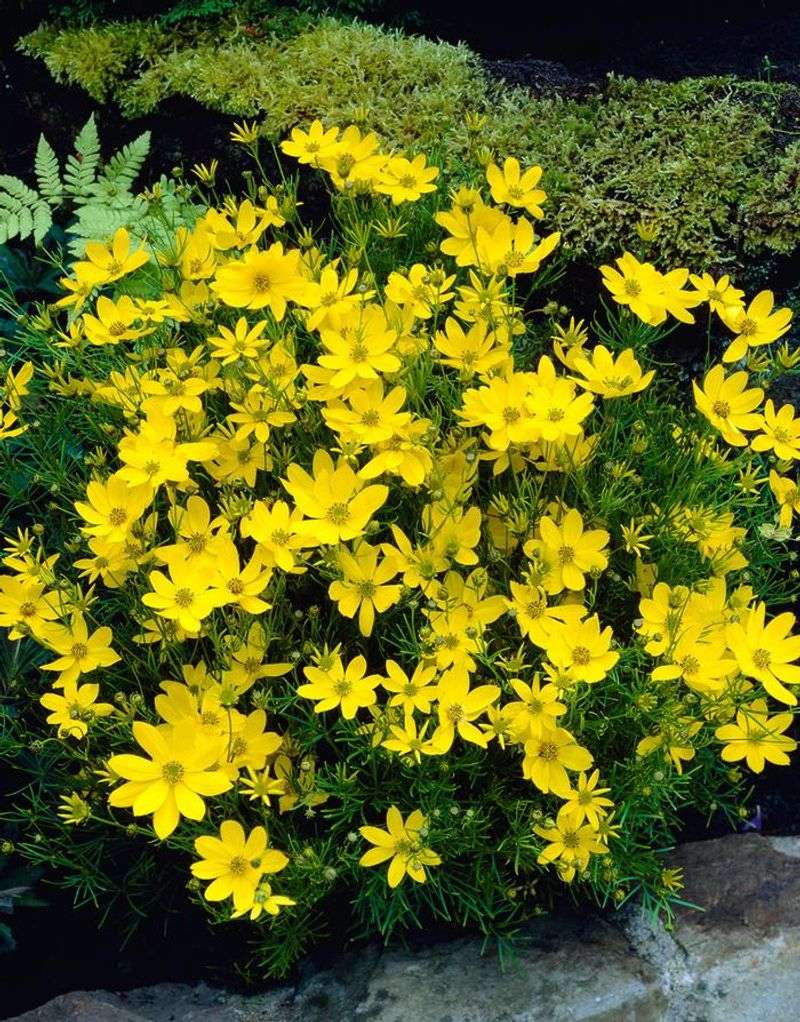 Coreopsis