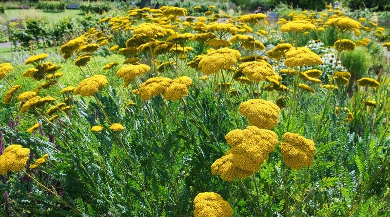 Yarrow