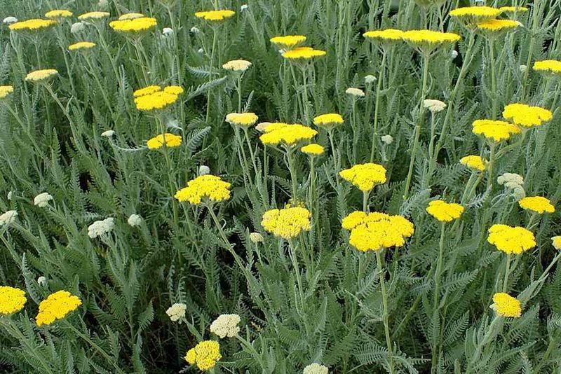 Yarrow (Achillea)