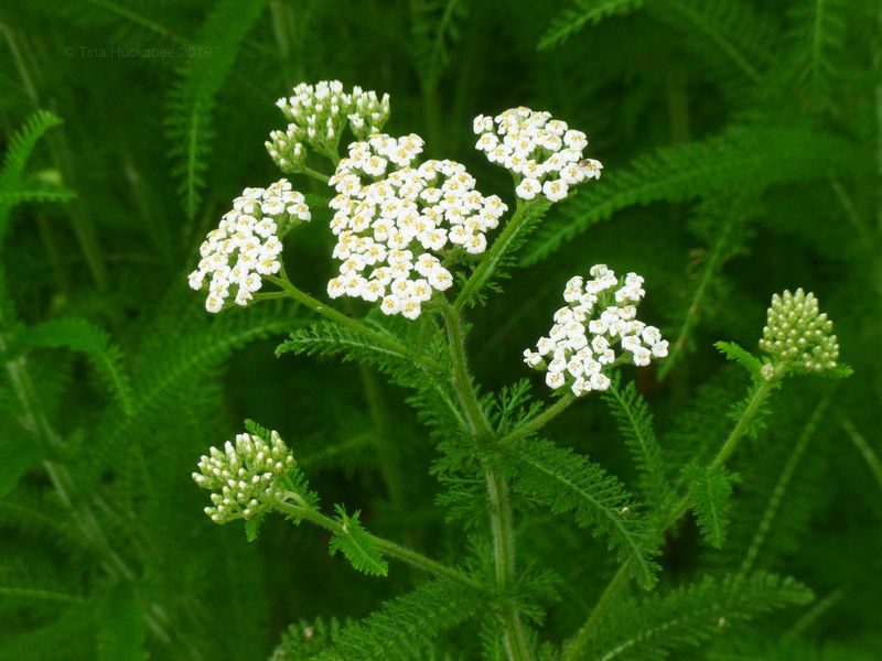 Yarrow (Achillea)