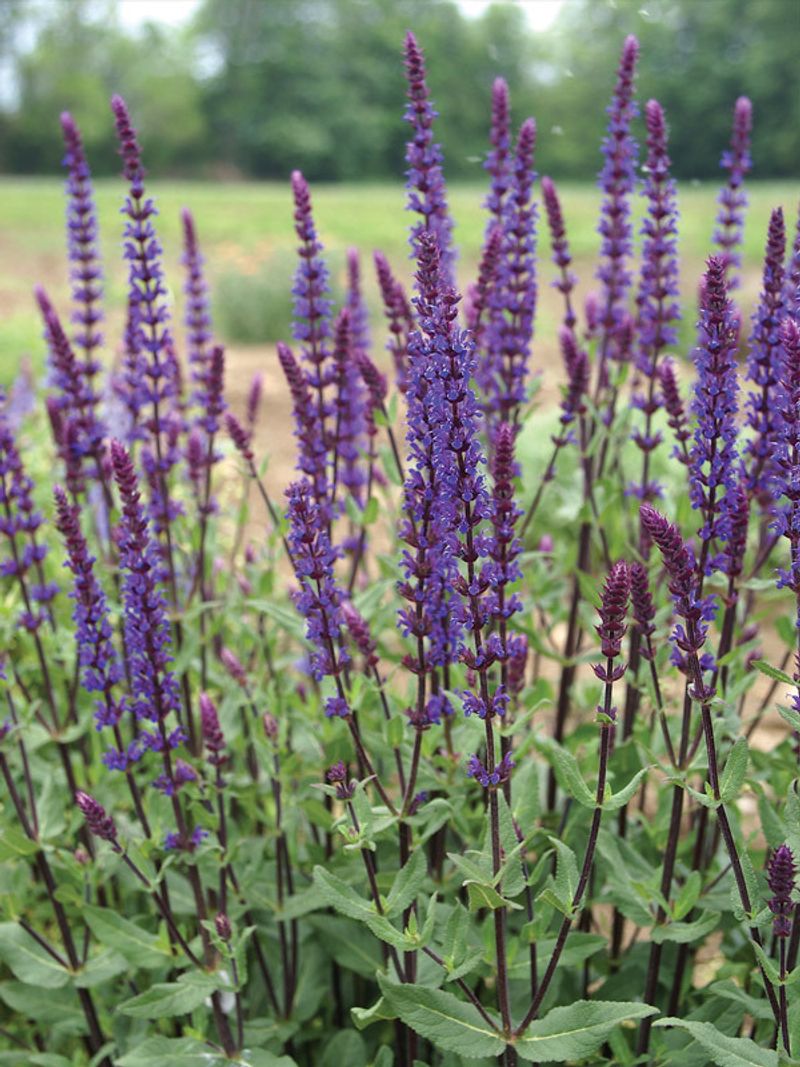 Salvia (Salvia nemorosa 'Caradonna')