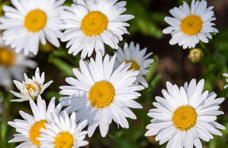 Shasta Daisy (Leucanthemum x superbum)