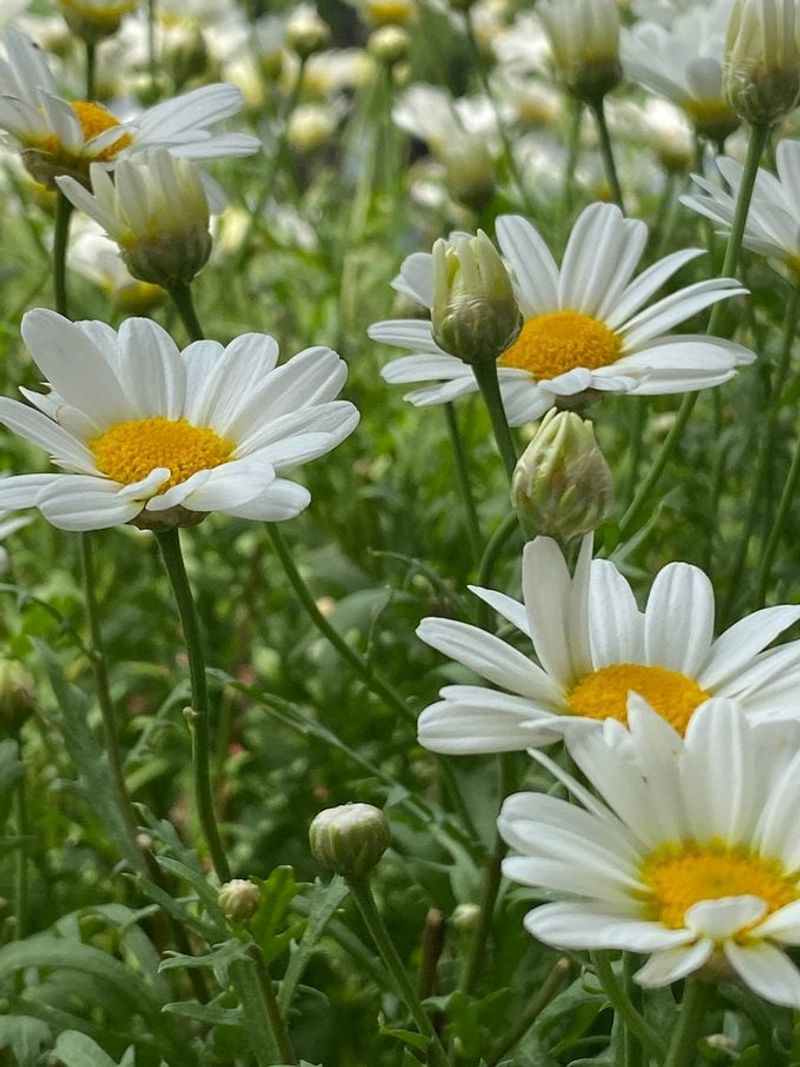 Shasta Daisy (Leucanthemum x superbum)