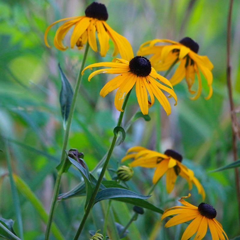 Black-eyed Susan (Rudbeckia)