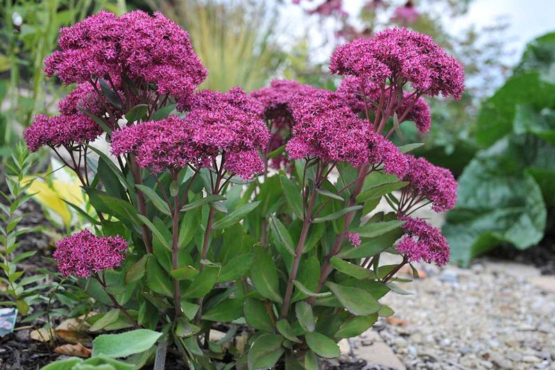 Sedum (Stonecrop)